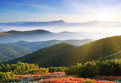 Morning Sunshine Fog
