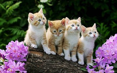 Sweet little Kittens 