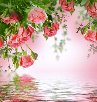 Misty Water Roses