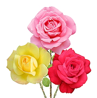 Colorful Roses - 1