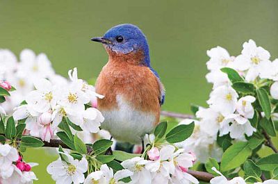 Quiet little Bluebird