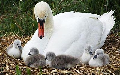 Swan with Young