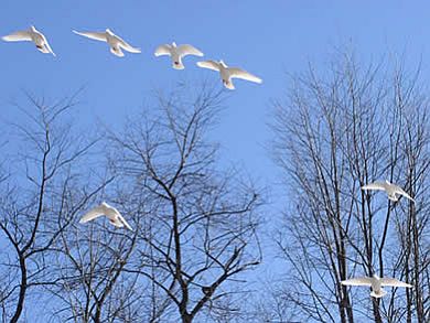 White Doves Flying