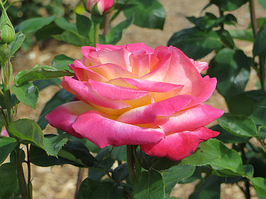 Exquisite Rose 