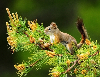 Squirrel in Pine Tree