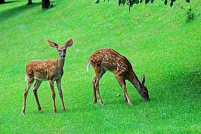 Two Little Deers