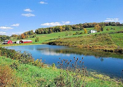Country Life 1
