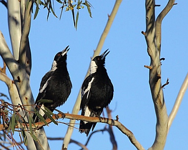 Aust Maggies