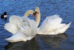 Beautiful Swans - 1