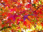 Vivid Autumn Leaves