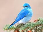 Pretty Bluebird - 1