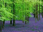 Trees and Blue Bells