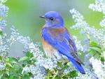 Pretty Bluebird - 2