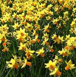 Lots of Daffodils