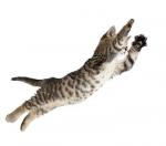 Kitten Leaping