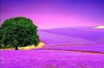 Sunset Lavender