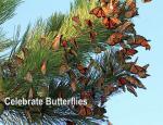 Celebrate Butterflies